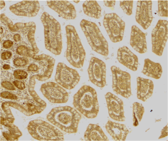 Antibody product image